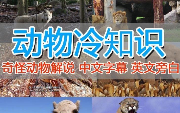 外面卖1699的国外纪录片解说（动物解说、美食、动画片）稳过中视频-源创资源网